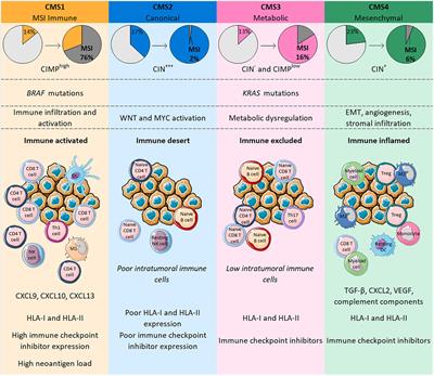 Frontiers | Relationships Between Immune Landscapes, Genetic Subtypes ...